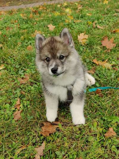 Hundetreffen-Spielpartner/Gassipartner für Pommes-Bild