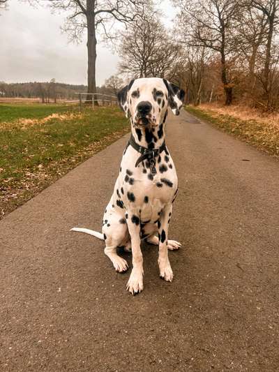 Hundetreffen-Spielkamerad gesucht-Bild