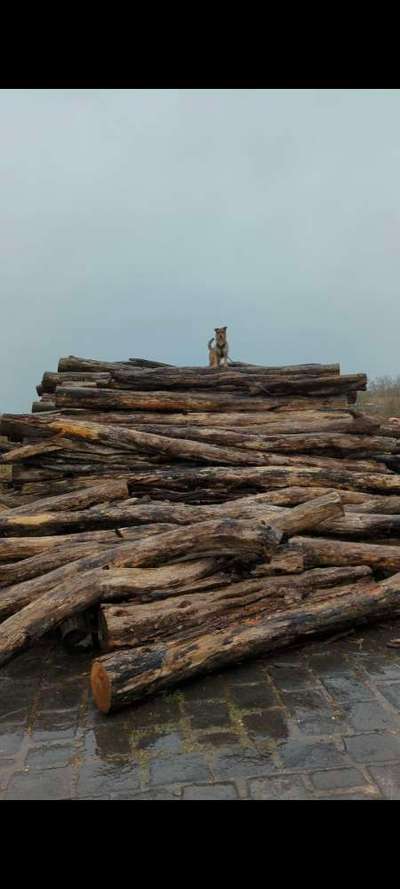 Dogorama Photo Challenge - Mein Holz und ich-Beitrag-Bild