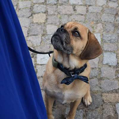 Hundetreffen-Gassibegleitung gesucht!-Bild