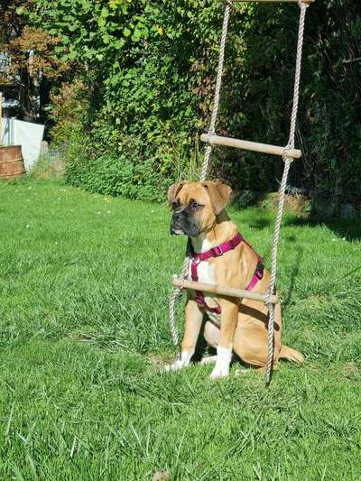 Deutsche Boxer-Beitrag-Bild