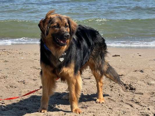 TierschutzhundeStammtisch🐕-Beitrag-Bild