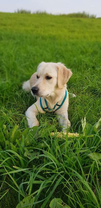 Wo sind die Golden Retriever Liebhaber?-Beitrag-Bild