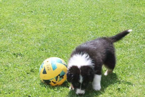 Hundetreffen-Welpentreff-Bild