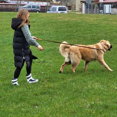 Hundetreffen-Gemeinsam spazieren und Spielfreunde treffen-Bild