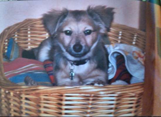 Welpen Bilder !-Beitrag-Bild