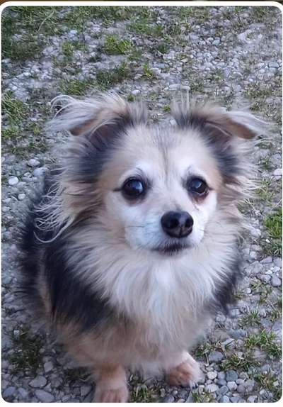 Mischlingshunde Foto Aufruf-Beitrag-Bild