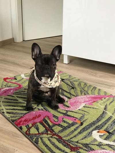 Französische Bulldoggen-Beitrag-Bild