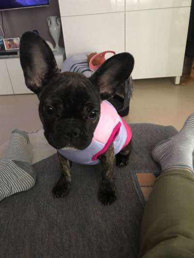 Hundekleidung - Top oder Flop-Beitrag-Bild