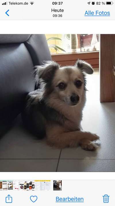 Mischlingshunde Foto Aufruf-Beitrag-Bild