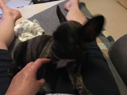 Welpen Bilder !-Beitrag-Bild