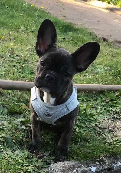 Französische Bulldoggen-Beitrag-Bild