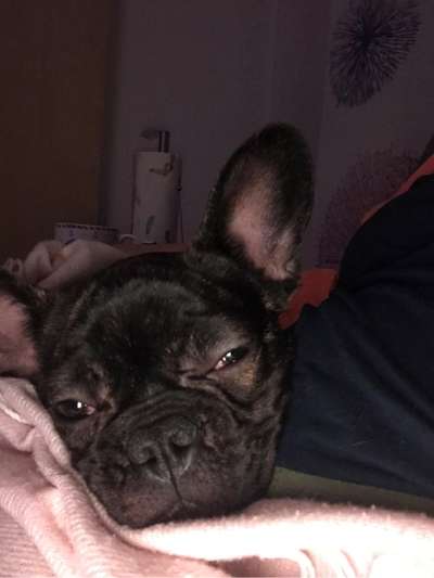 Französische Bulldoggen-Beitrag-Bild