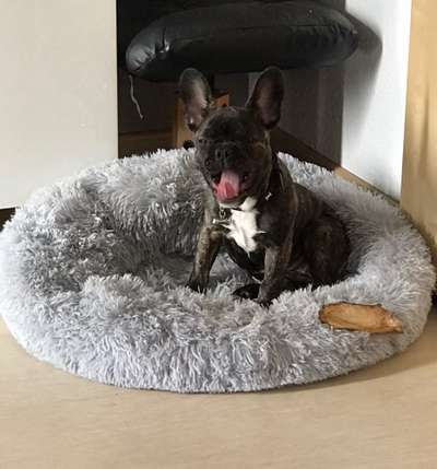 Dogorama Photo Challenge - Mäulchen auf-Beitrag-Bild