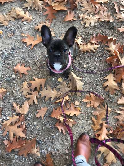 Französische Bulldoggen-Beitrag-Bild