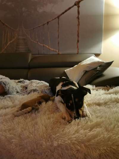 Ratonero Bodeguero Andaluz-Beitrag-Bild