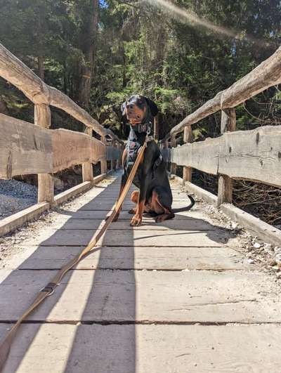 Wo sind die Dobis?-Beitrag-Bild