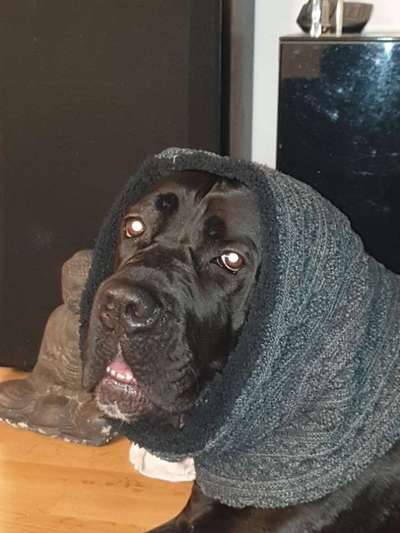 cane corso-Beitrag-Bild