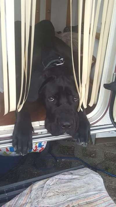 cane corso-Beitrag-Bild