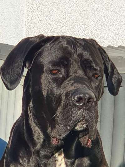 cane corso-Beitrag-Bild