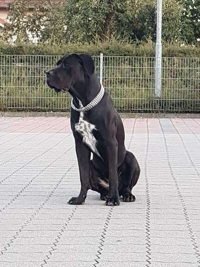 cane corso-Beitrag-Bild