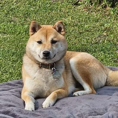 Hundetreffen-Spielkameraden gesucht-Bild