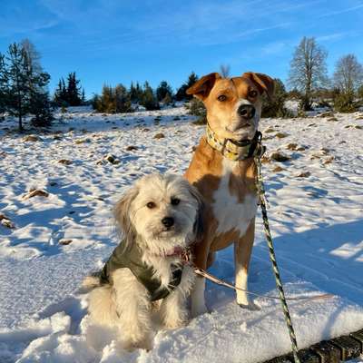 Hundetreffen-Gassi Treffen-Bild