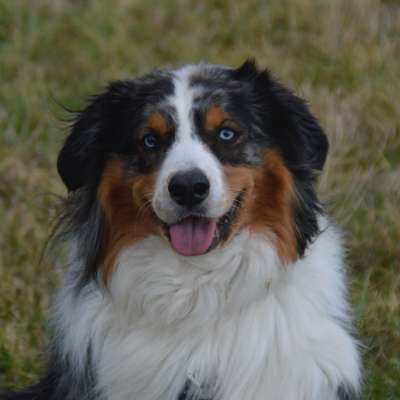 Hundetreffen-Hundebegegnungen