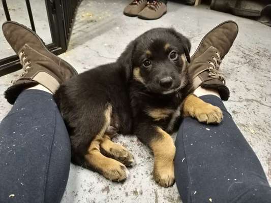 Hundetreffen-Welpentreffen oder lockere Spaziergänge.-Bild