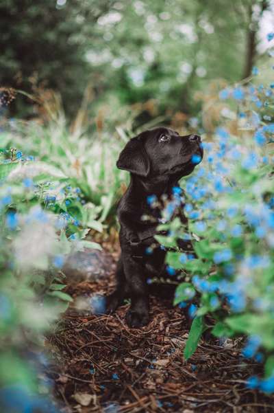 Die Dogorama Monats Challenge "Es grünt und blüht"-Beitrag-Bild