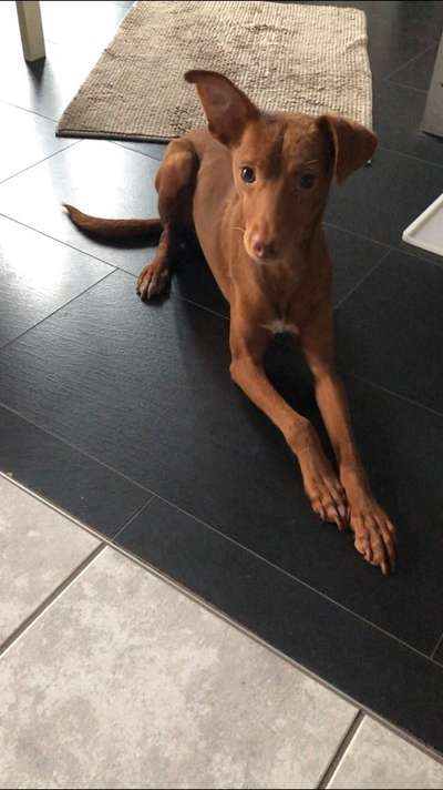 Podencomischling oder Podenco-Beitrag-Bild