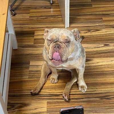 Hundetreffen-Bulldoggen Treffen-Bild
