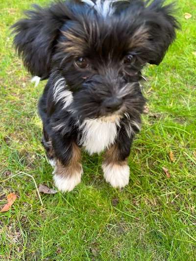 Havaneser-Beitrag-Bild