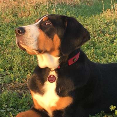 Hundetreffen-Spielrunde in retzow