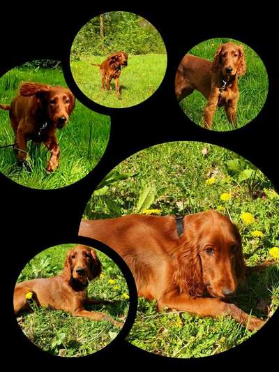 Irisch setter-Beitrag-Bild