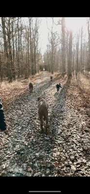 Hundetreffen-Gassirunde und Spielrunde-Bild