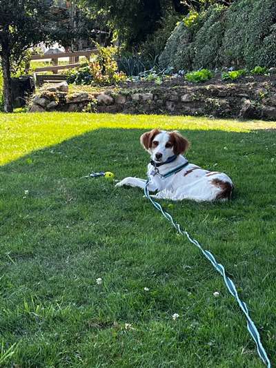 Auslandstierschutz-Beitrag-Bild