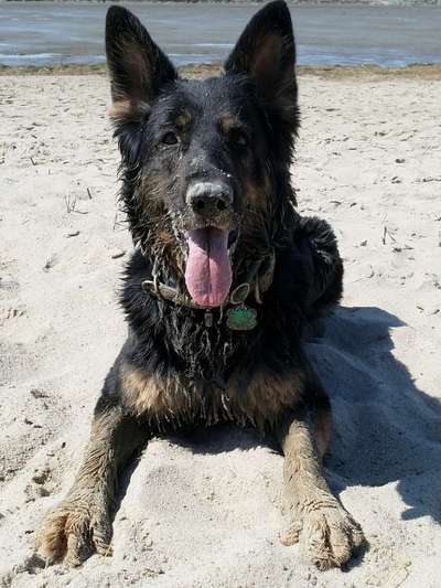 Dogorama Photo Challenge - Tierischer Urlaub-Beitrag-Bild