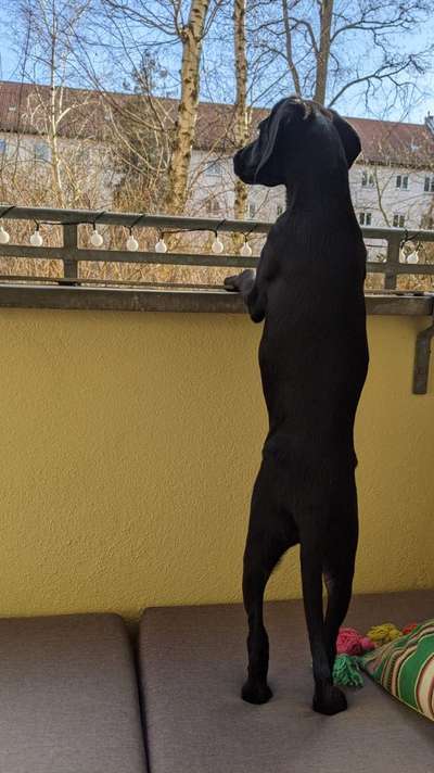 Challenge 23 : "  Euer Hund beim Frühlingserwachen "-Beitrag-Bild