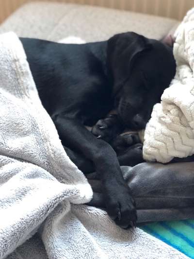 Seltene Rassen!-Beitrag-Bild