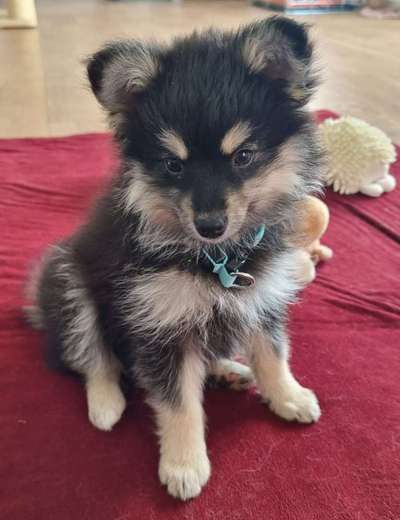 Welpen Bilder !-Beitrag-Bild