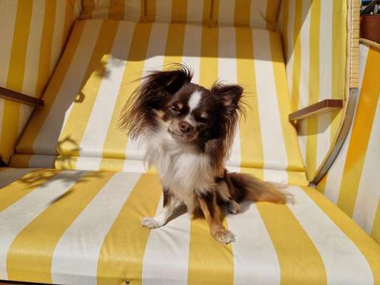 Die Dogorama Wochen Challenge: “Dein Hund im Urlaub”-Beitrag-Bild