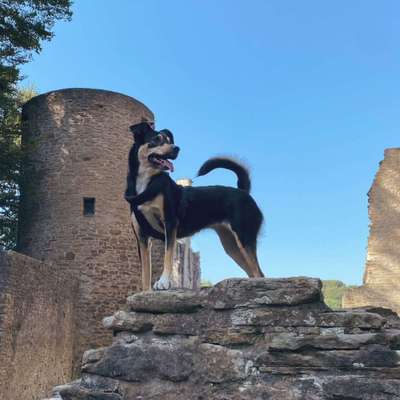 Hundetreffen-Playtime und Gassi-Runde-Bild