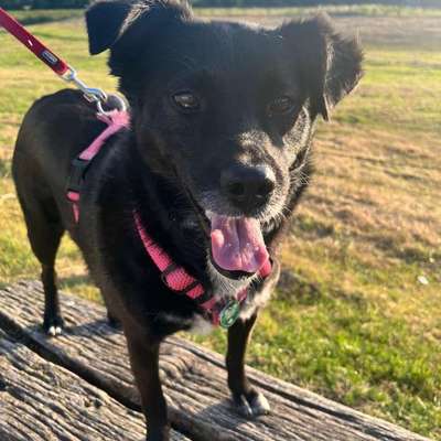 Hundetreffen-Penny sucht einen Gassipartner-Bild