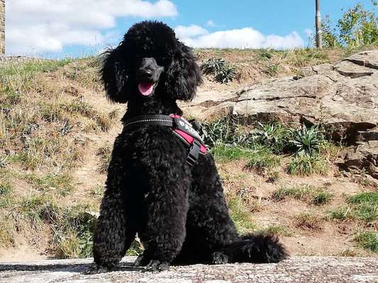 Die Dogorama Kalender Challenge 4/4-Beitrag-Bild