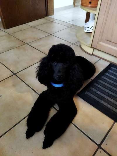 Alles rund um den Pudel-Beitrag-Bild