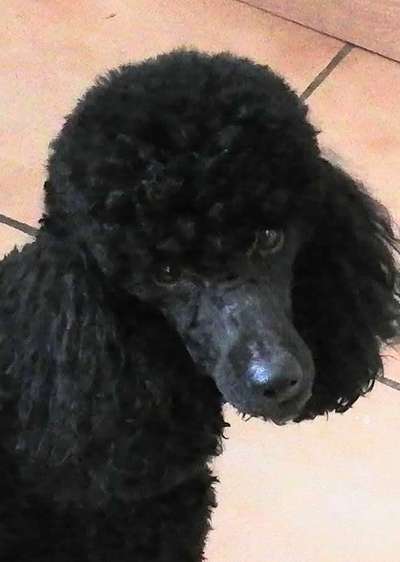 Alles rund um den Pudel-Beitrag-Bild