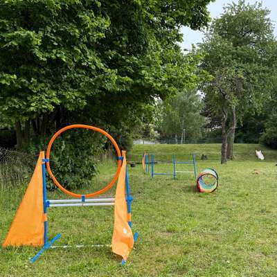 Hundeauslaufgebiet-Hundewiese Ossweil-Bild