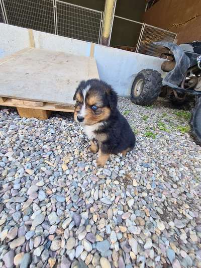 Welpen Bilder !-Beitrag-Bild