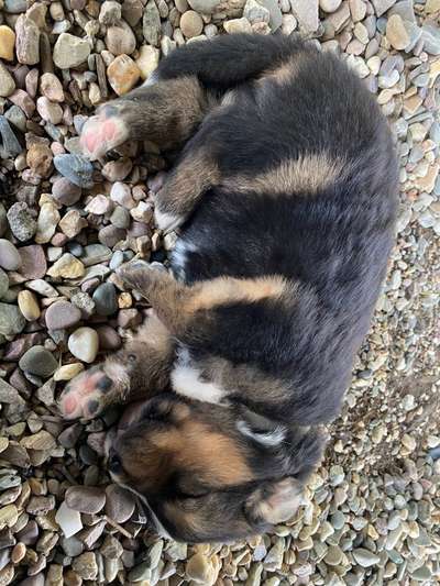 Welpen Bilder !-Beitrag-Bild